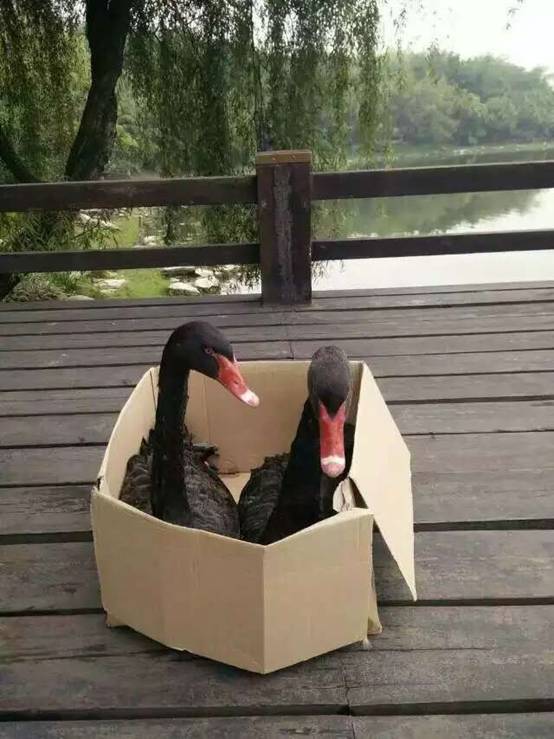 成人影视片